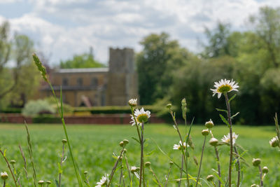 Close-up of flowering plants on field