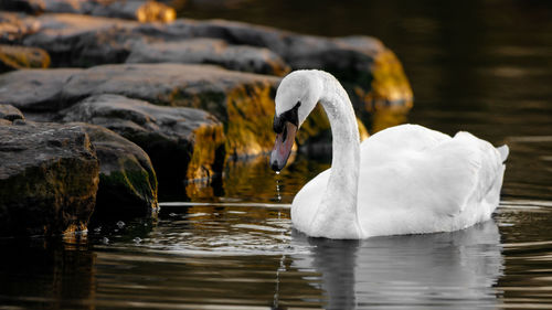 Swan swimming in lake