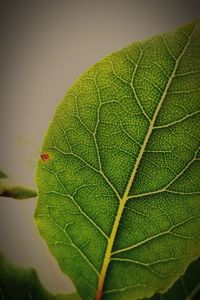 Close-up of green lizard on leaf