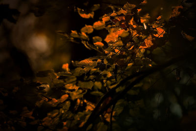 Autumn leaves