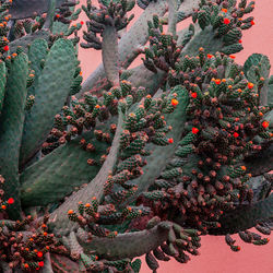 High angle view of red berries on tree