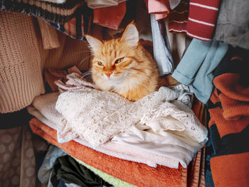Cute ginger cat sleeps on pile of clothes. fluffy pet has a nap in wardrobe. domestic animal 