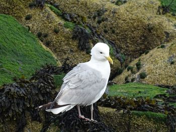 Close-up of owl perching on rock