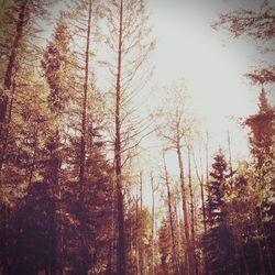 Low angle view of trees in forest during autumn