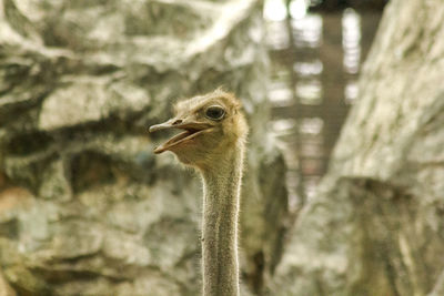 The head of struthio camelus with long neck.