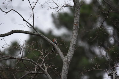 Low angle view of bare tree branches