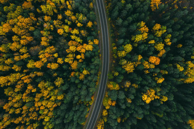 Aerial view of road amidst forest