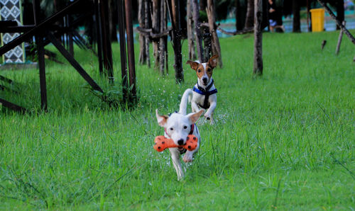 Dog running in grassy field