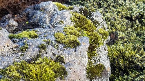 High angle view of moss growing on rock in forest