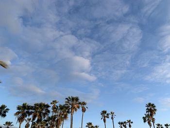 Low angle view of palm trees against blue sky