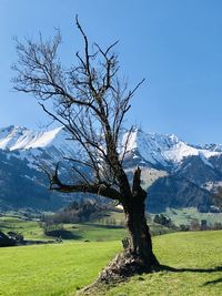 Bare tree on field against clear sky during winter