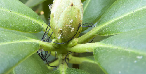 Close-up of insect on leaf