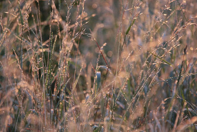 View of bird perching on plant in field