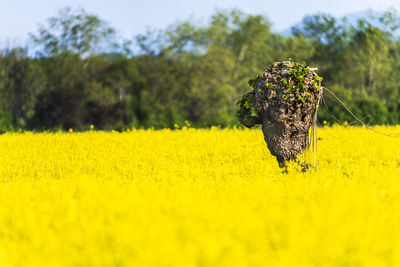 View of sunflower field