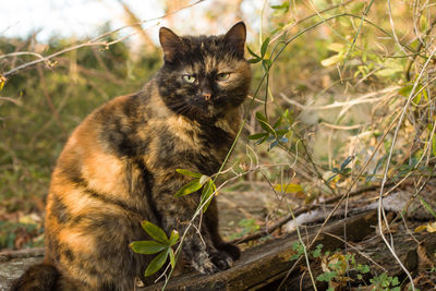 Portrait of cat sitting on field