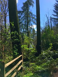 Low angle view of bamboo trees in forest