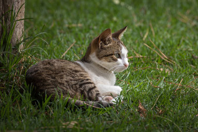 Cat lying on grass