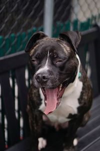 Close-up of dog yawning outdoors