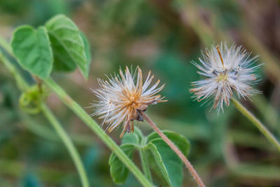 Close-up of dandelion on plant