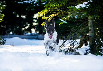 Portrait of dog in snow