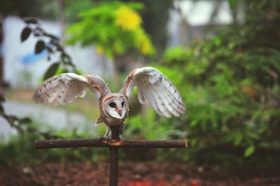 Close-up of bird flying