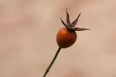 Close-up of apple on plant