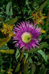 Close-up of purple flower blooming outdoors