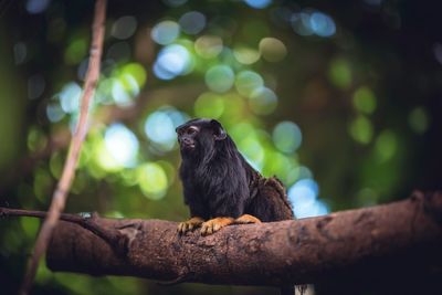 Black bird perching on a tree