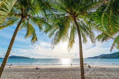 Palm trees on beach against sky