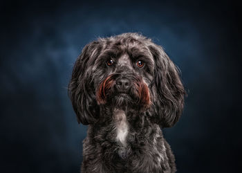 Close-up portrait of dog