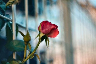 Close-up of red rose