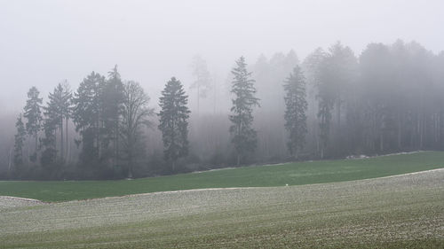 Trees on field against sky