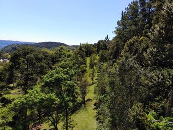 Scenic view of forest against sky