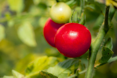 Close-up of strawberry growing on tree