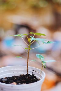 Close-up of potted plant