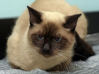 Close-up portrait of a cat