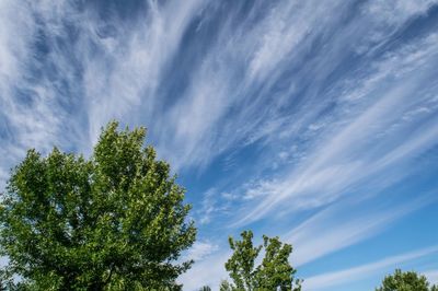 Low angle view of trees against blue sky