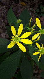 Close-up of yellow flowers