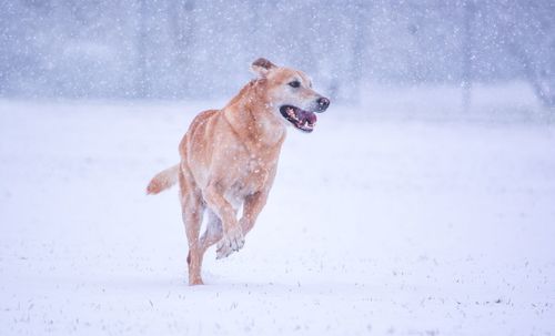 Dog running on snow field