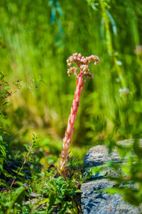 Close-up of flowering plant growing on field