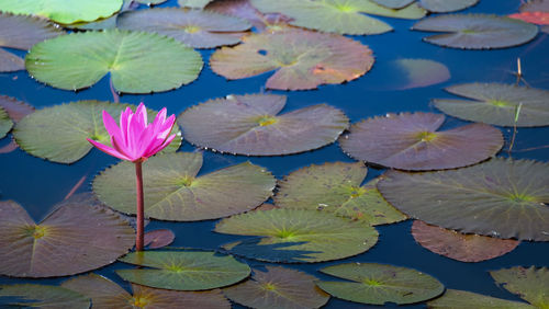 High angle view of lotus water lily in lake