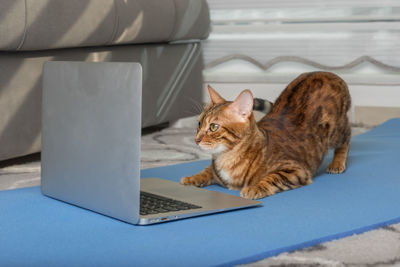 Domestic cat is doing yoga on the mat near the laptop in the apartment.