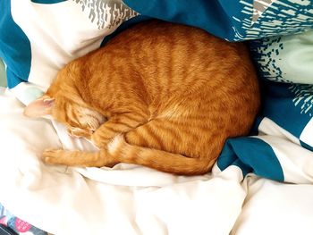 High angle view of ginger cat sleeping on bed