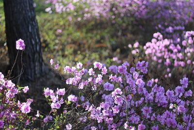 Close-up of fresh purple flowers blooming in garden