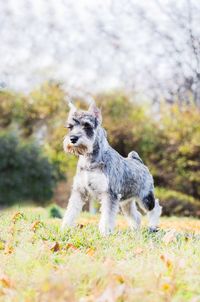 Dog on grass