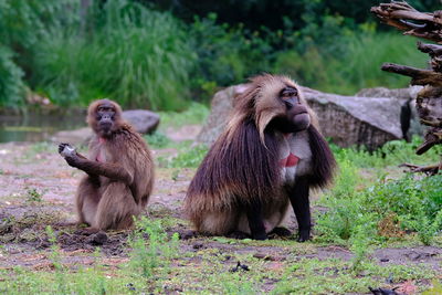 Pair of geladas at tierpark berlin