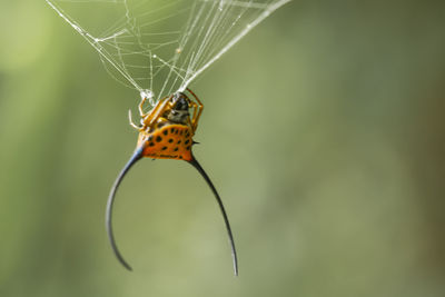 Long-horned orb-weaver spider lives predominantly in primary forest. 