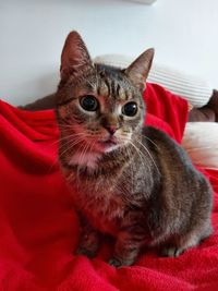 Portrait of cat on bed at home