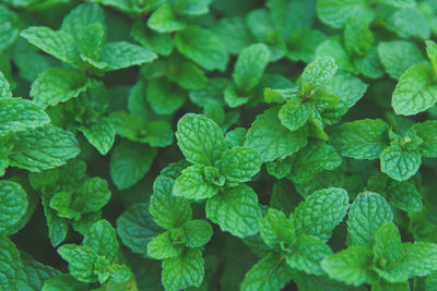 Full frame shot of fresh green leaves