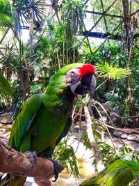 Low angle view of parrot perching on tree